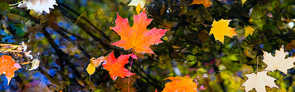 Maple-Leaf-in-Water